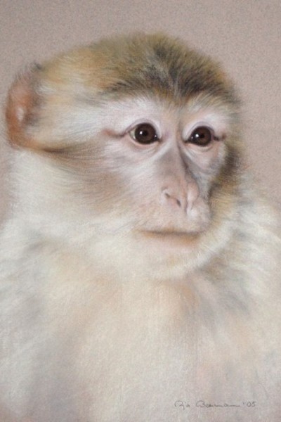 Portrait eines Affen