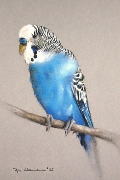 Portrait eines Wellensittichs